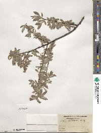 Salix bebbiana image