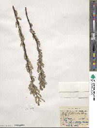 Salix bebbiana image