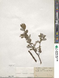 Salix bebbiana image