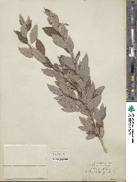 Salix bebbiana image