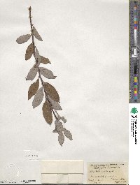 Salix bebbiana image