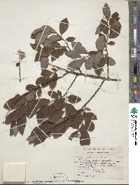 Salix bebbiana image