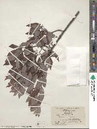 Salix bebbiana image