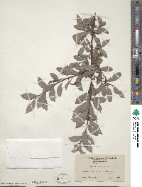 Salix bebbiana image