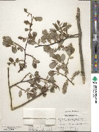 Salix bebbiana image