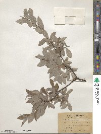Salix bebbiana image