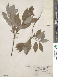 Salix bebbiana image