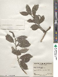 Salix bebbiana var. capreifolia image