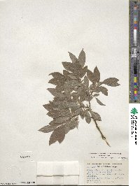 Salix bebbiana var. capreifolia image