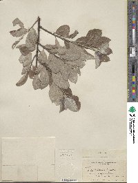 Salix bebbiana var. capreifolia image