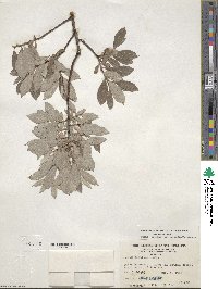 Salix bebbiana var. capreifolia image