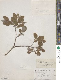 Salix bebbiana var. capreifolia image