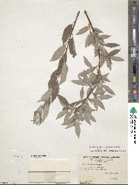 Salix bebbiana var. capreifolia image