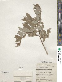 Salix bebbiana var. capreifolia image