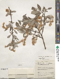 Salix bebbiana var. capreifolia image