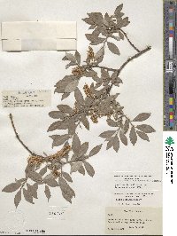 Salix bebbiana var. capreifolia image