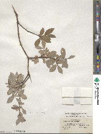 Salix bebbiana var. capreifolia image