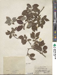 Salix bebbiana var. capreifolia image