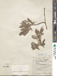 Salix bebbiana var. capreifolia image