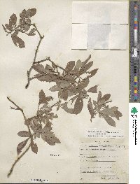 Salix bebbiana var. capreifolia image