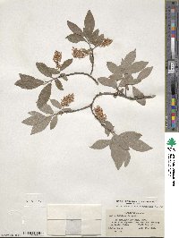 Salix bebbiana var. capreifolia image