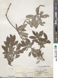 Salix bebbiana var. capreifolia image