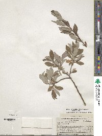 Salix bebbiana var. capreifolia image