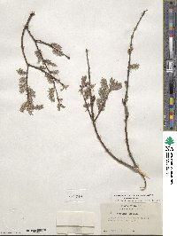 Salix bebbiana var. capreifolia image