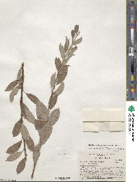 Salix bebbiana var. capreifolia image