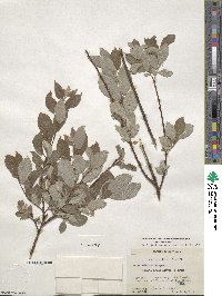 Salix bebbiana var. capreifolia image