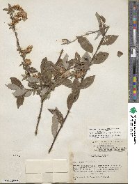 Salix bebbiana var. capreifolia image