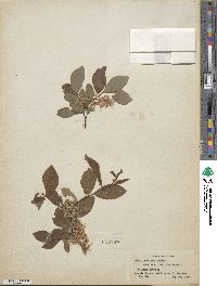 Salix bebbiana var. luxurians image