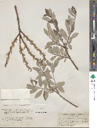 Salix bebbiana image