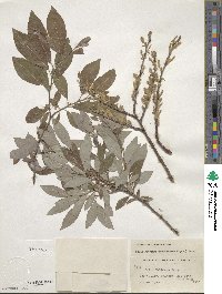 Salix bebbiana var. perrostrata image