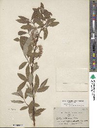 Salix bebbiana var. perrostrata image