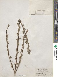 Salix bebbiana var. perrostrata image