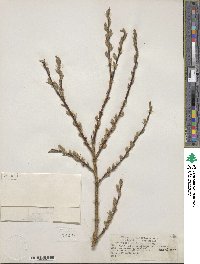 Salix bebbiana image