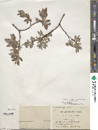 Salix bebbiana var. perrostrata image