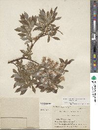 Salix bebbiana image