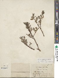 Salix bebbiana image