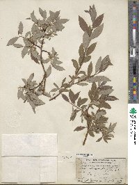 Salix bebbiana var. perrostrata image