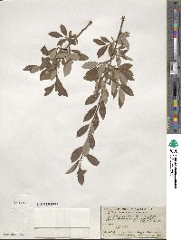 Salix bebbiana image