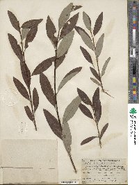 Salix bebbiana var. perrostrata image