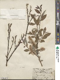 Salix bebbiana var. perrostrata image