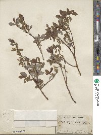 Salix bebbiana image