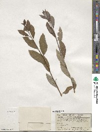 Salix bebbiana image