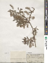 Salix bebbiana image