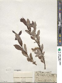 Salix bebbiana var. perrostrata image