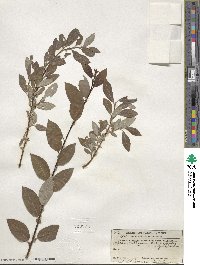 Salix bebbiana image