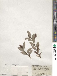 Salix bebbiana var. perrostrata image